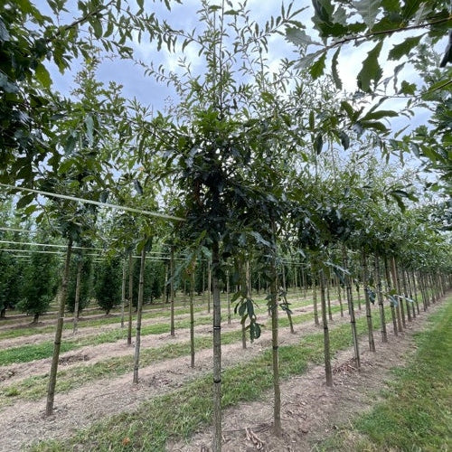 Ek - Quercus imbricaria - Stammens omkrets 16-18 cm, höjd 3,5-4 meter, HS,